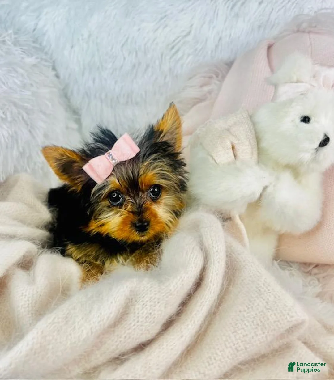 Yorkshire Terrier dogs for sale: Yorkshire Terrier 1 - Ad 3
