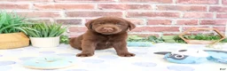 Labrador Retriever dogs for sale: Fudge - Ad 5