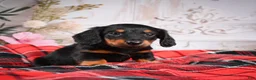 Miniature Dachshund dogs for sale: AKC-Eddie - Ad 8