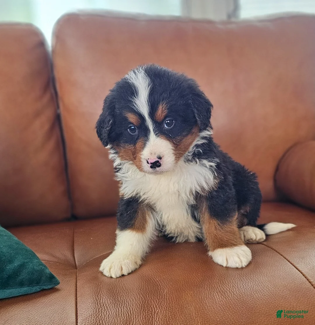 Bernedoodle dogs for sale: Buck - Ad 1