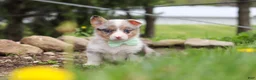 Welsh Corgi Pembroke dogs for sale: Frankie - Ad 1