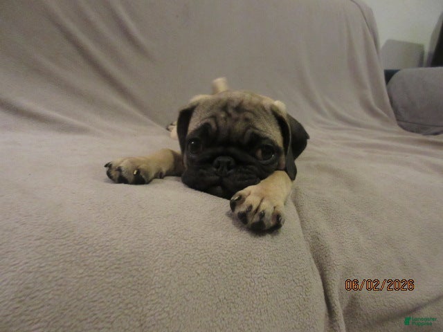 Pug dogs for sale: Clyde - Ad 8