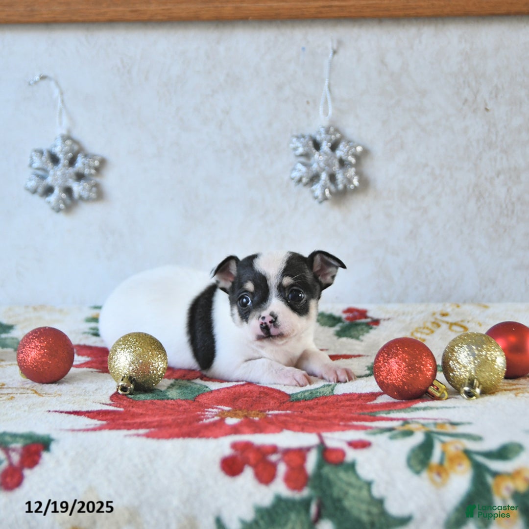 Chihuahua dogs for sale: Elf - Ad 1