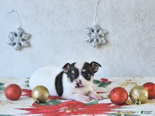 Chihuahua dogs Elf - Ad 25