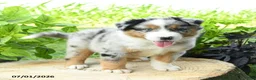 Australian Shepherd dogs for sale: Zion - Ad 3