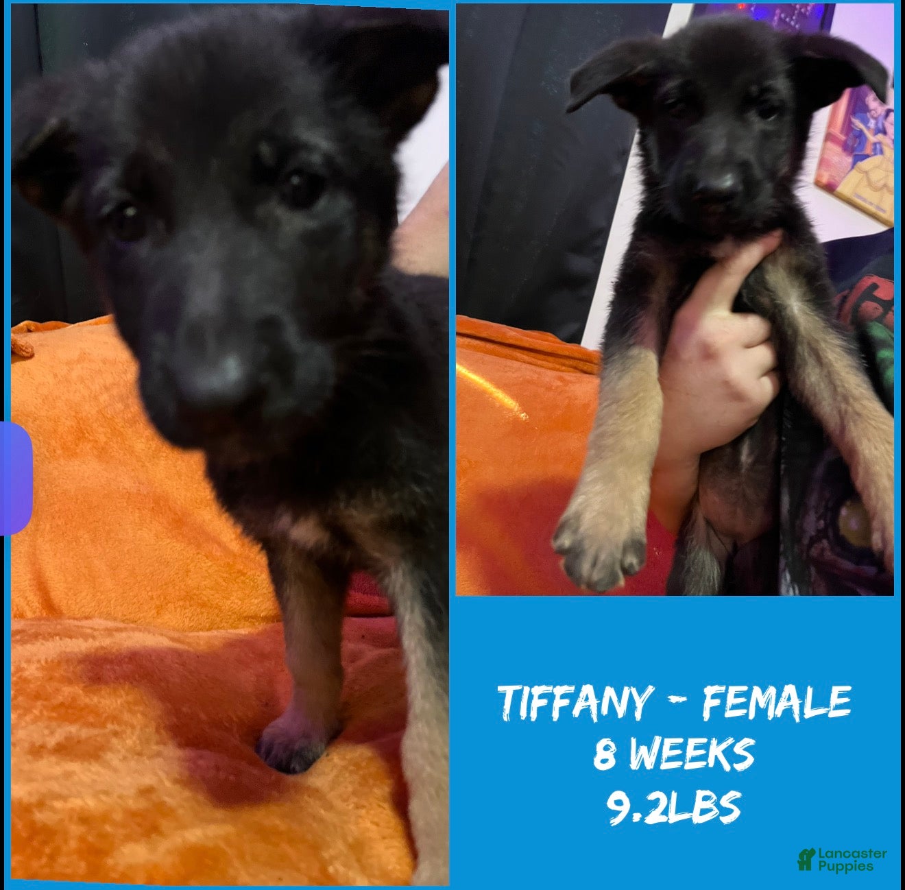 German Shepherd dogs for sale: Tiffany - Ad 1