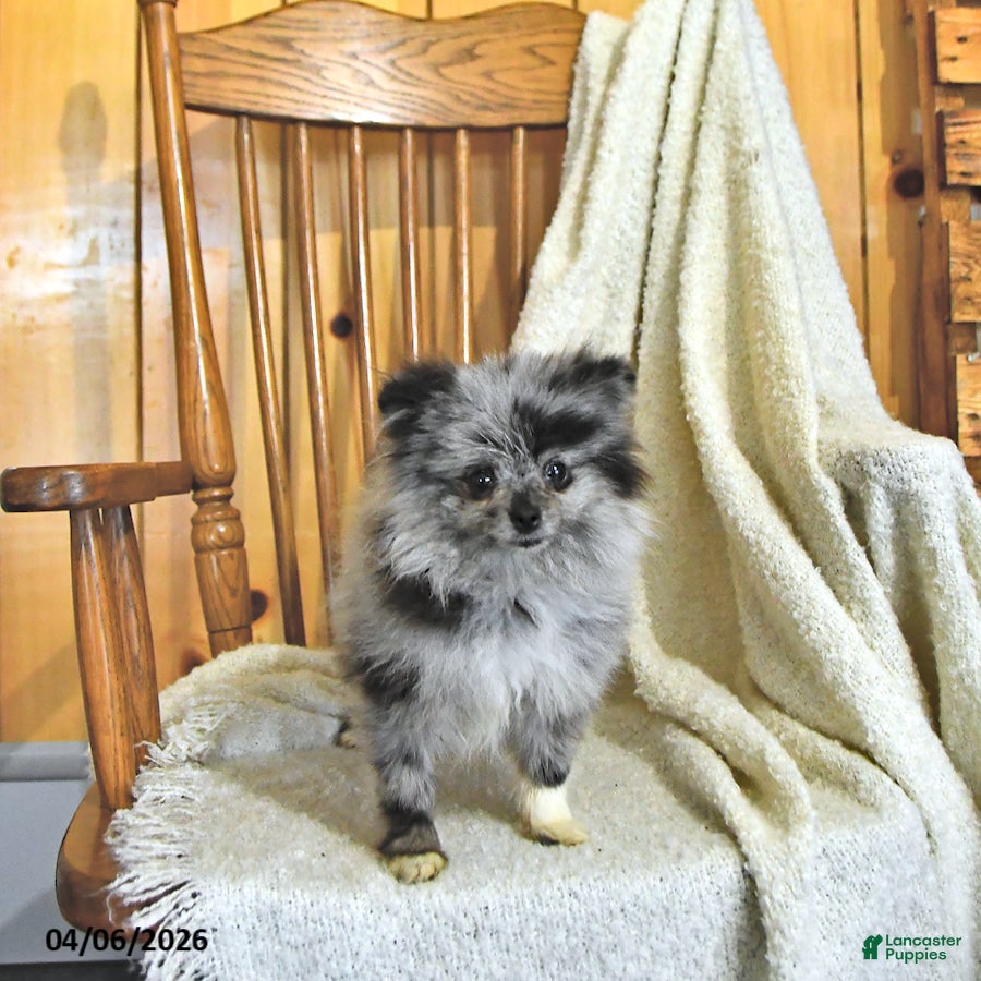 Pomeranian dogs Jitterbug  EXTRA SMALL - Ad 2