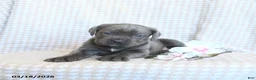 Cane Corso dogs for sale: Chiffon - Ad 4