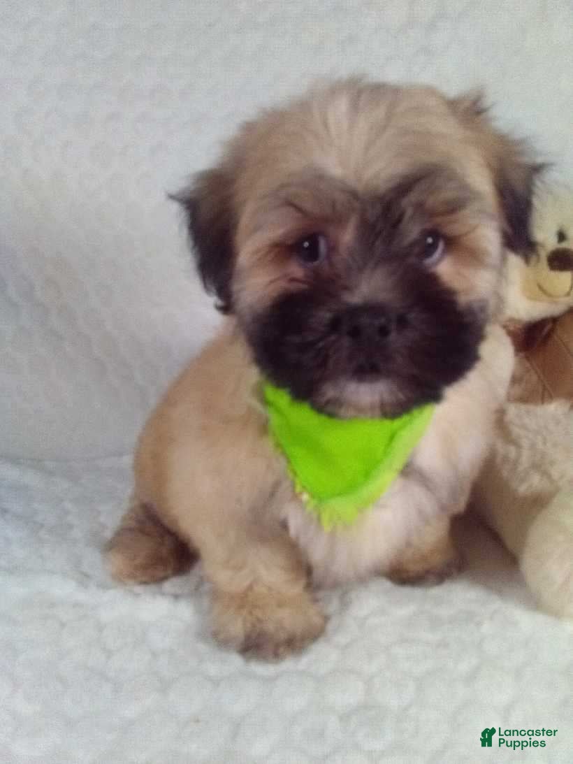 Teddy Bear dogs Cosmo - Ad 2