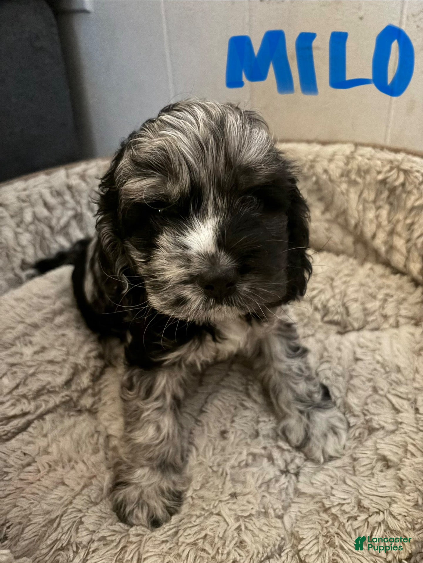 Cockapoo dogs for sale: Cockapoo 2 - Ad 30