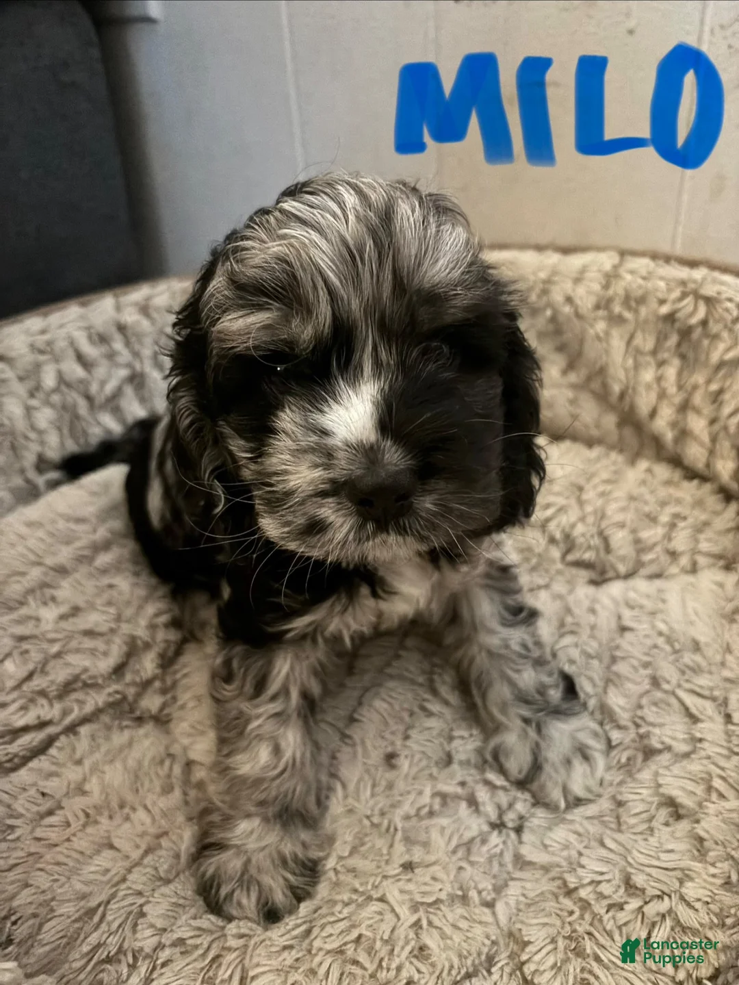 Cockapoo dogs for sale: Cockapoo 2 - Ad 1