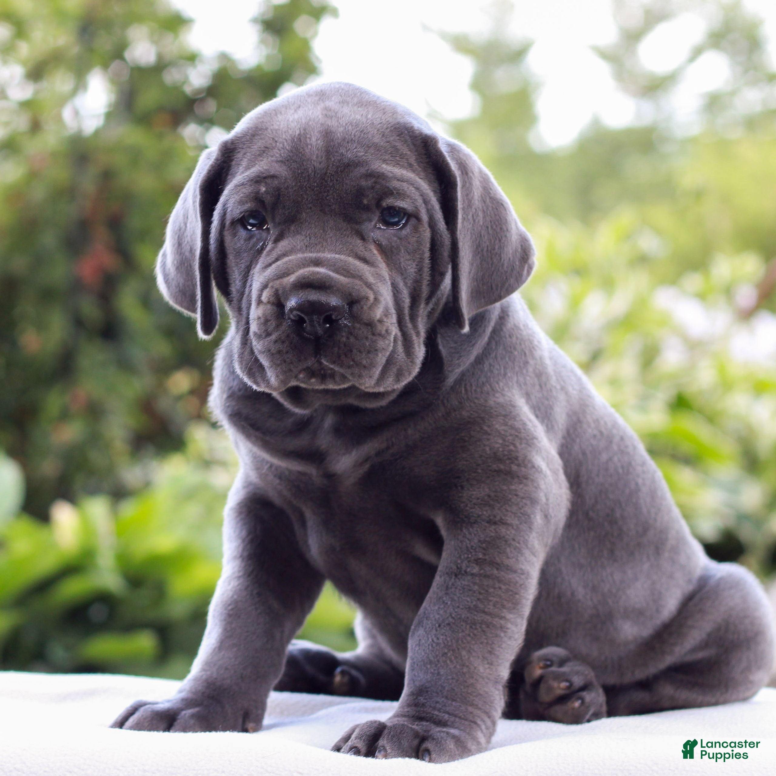 Cane Corso dogs Shadow  - Ad 1