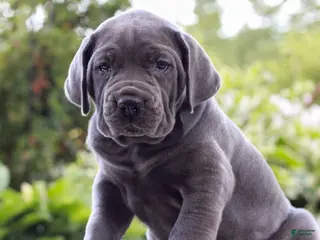 Cane Corso dogs for sale: Shadow - Ad 2