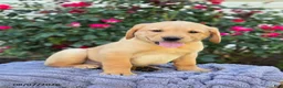 Labrador Retriever dogs for sale: Sasha - Ad 3
