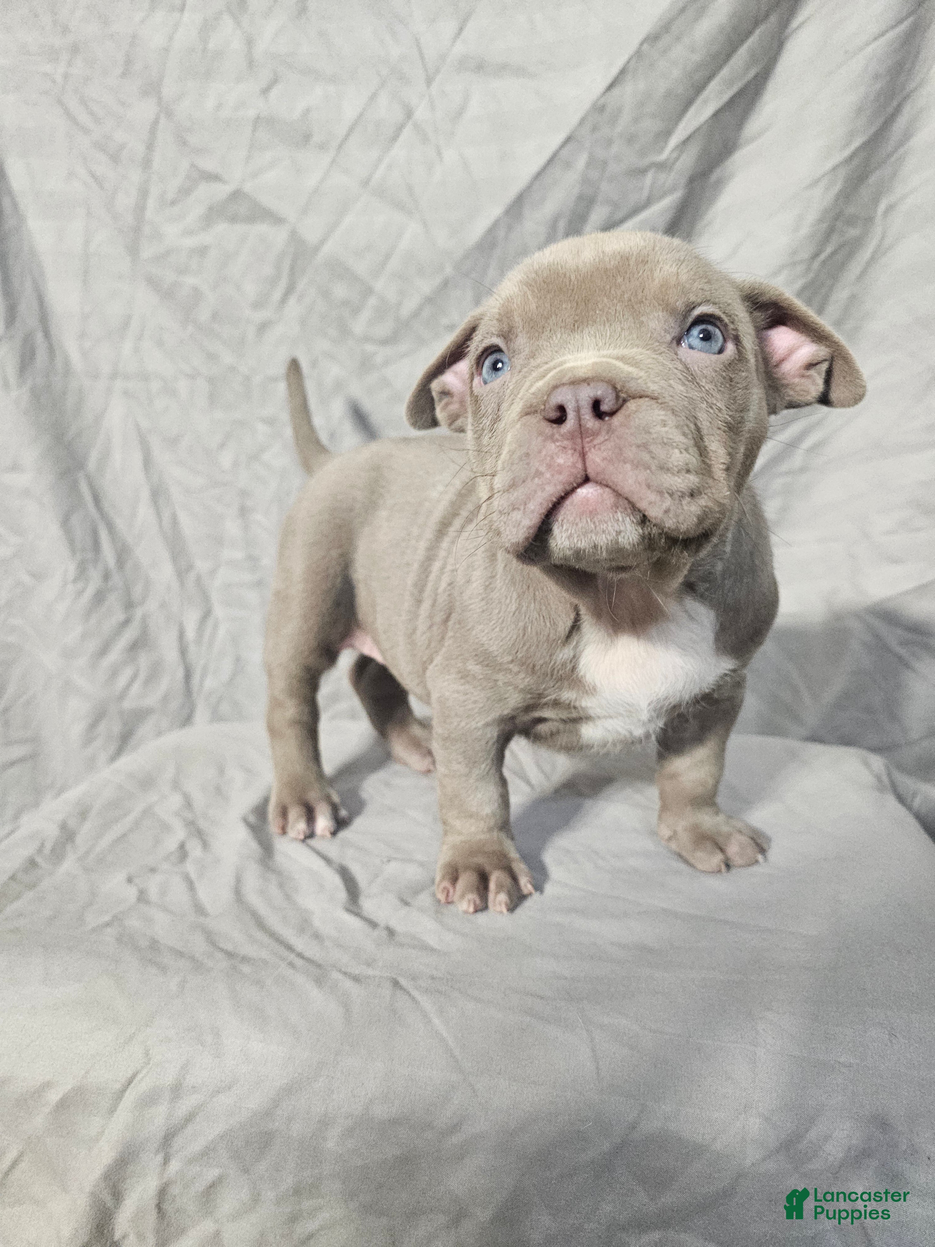American Bully dogs Diem - Lilac - Ad 11