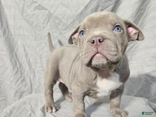 American Bully dogs Diem - Lilac - Ad 34