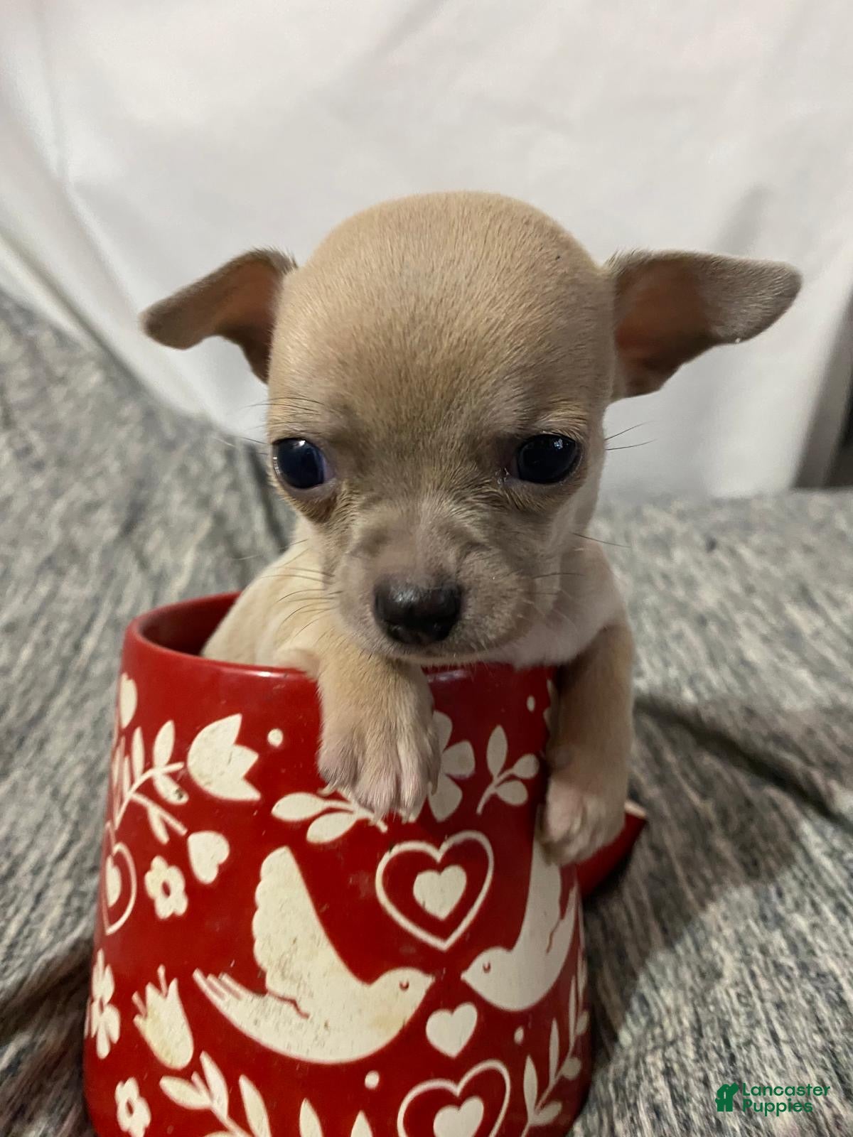 Chihuahua dogs Chihuahua Puppy 1 - Ad 14