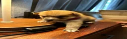 Mixed Breed dogs for sale: Foxy - Female  - Ad 6