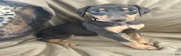 Doberman Pinscher dogs for sale: Tan Collar  - Ad 4
