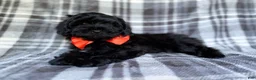 Shihpoo dogs for sale: Zander - Ad 8