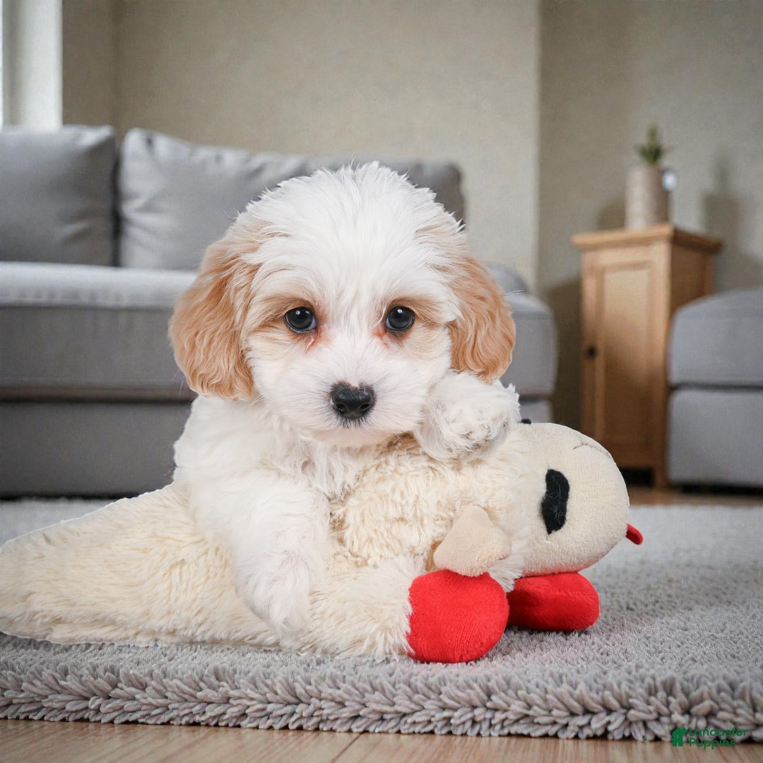 Maltipoo dogs for sale: Cooper - Ad 5