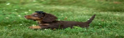 Miniature Dachshund dogs for sale: MAX - Ad 7