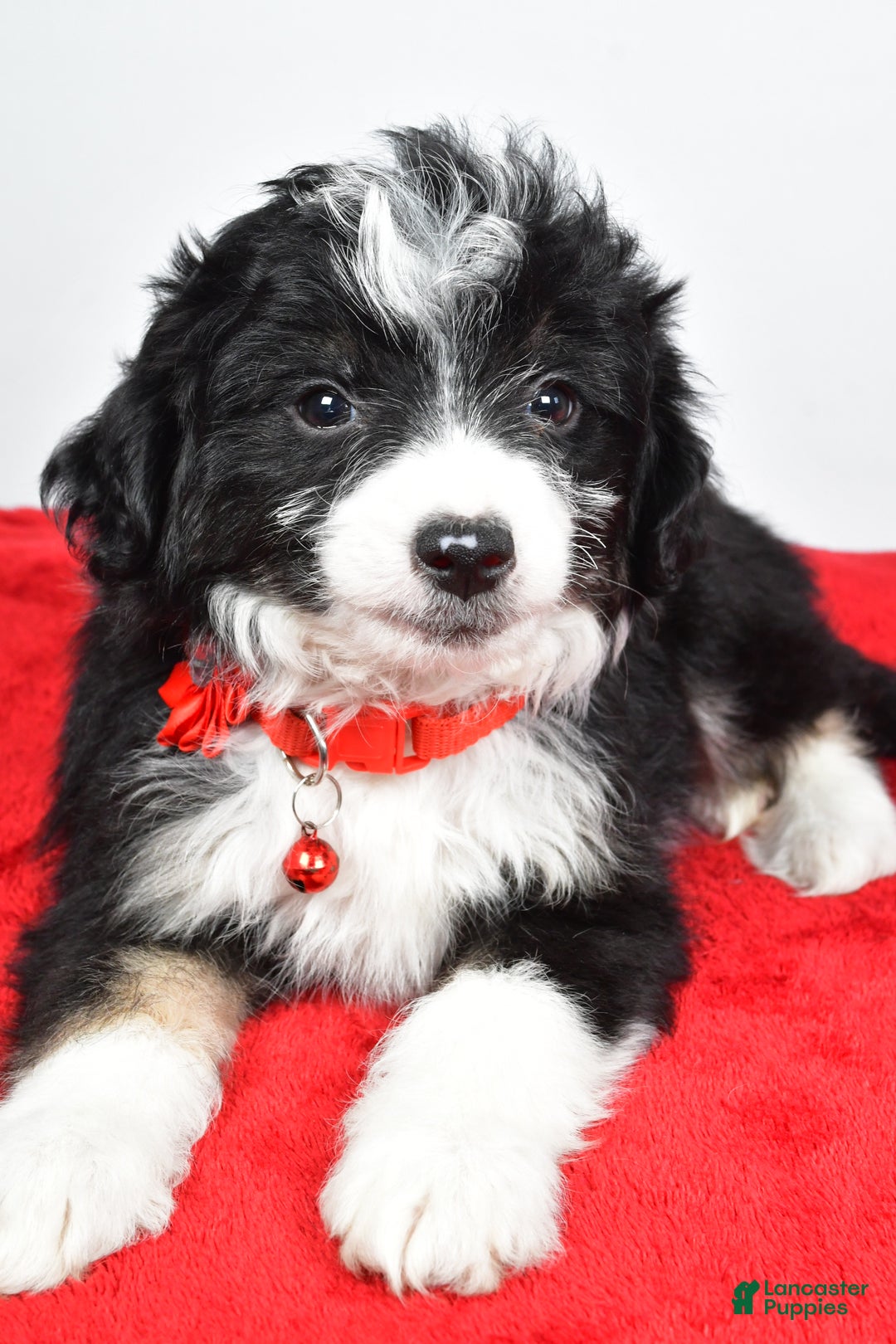 Mini Aussiedoodle dogs for sale: Gabrielle - Ad 7