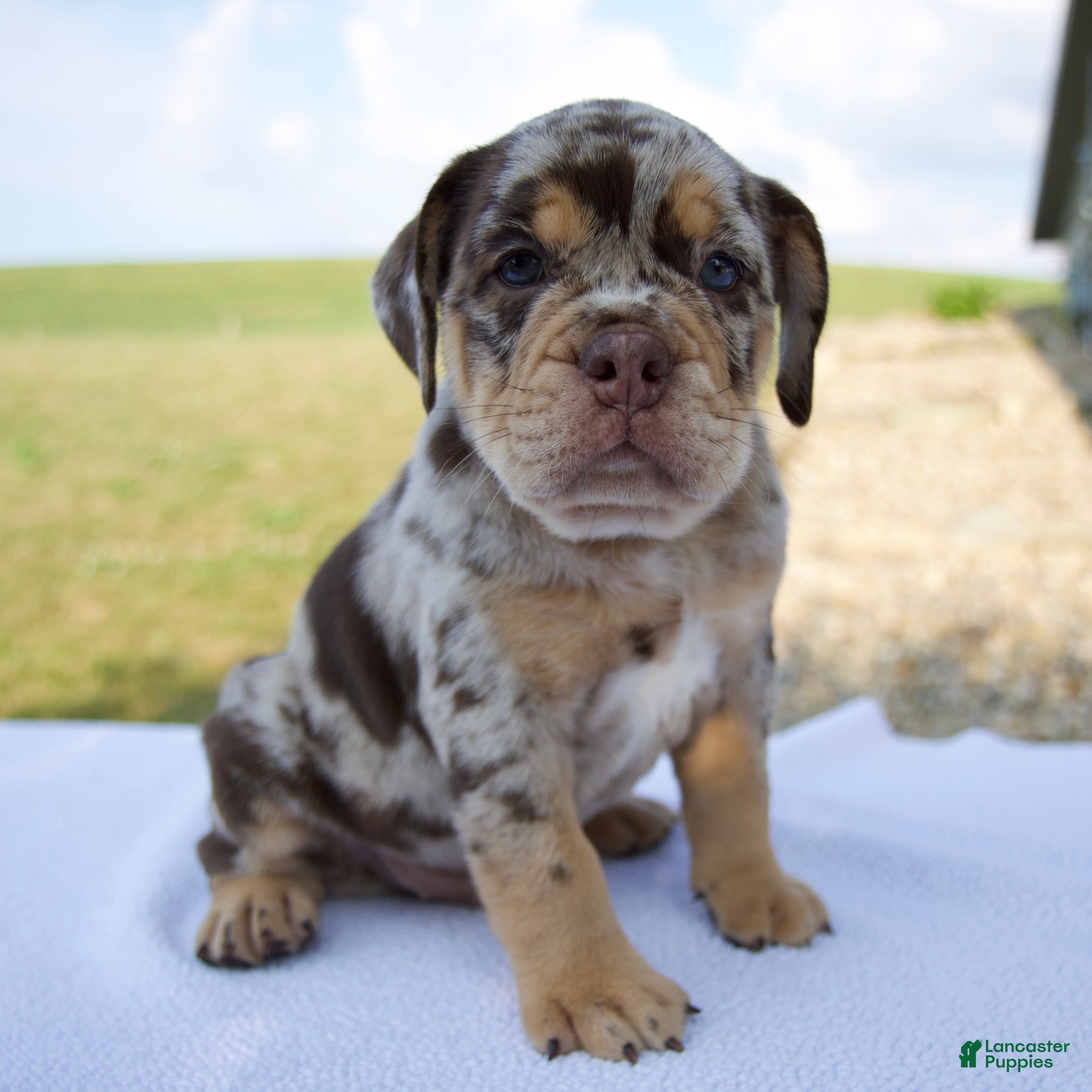 Beabull dogs Milo - Ad 1