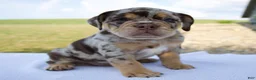 Beabull dogs for sale: Milo - Ad 1
