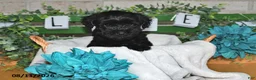 Yorkiepoo dogs for sale: Ike - Ad 3