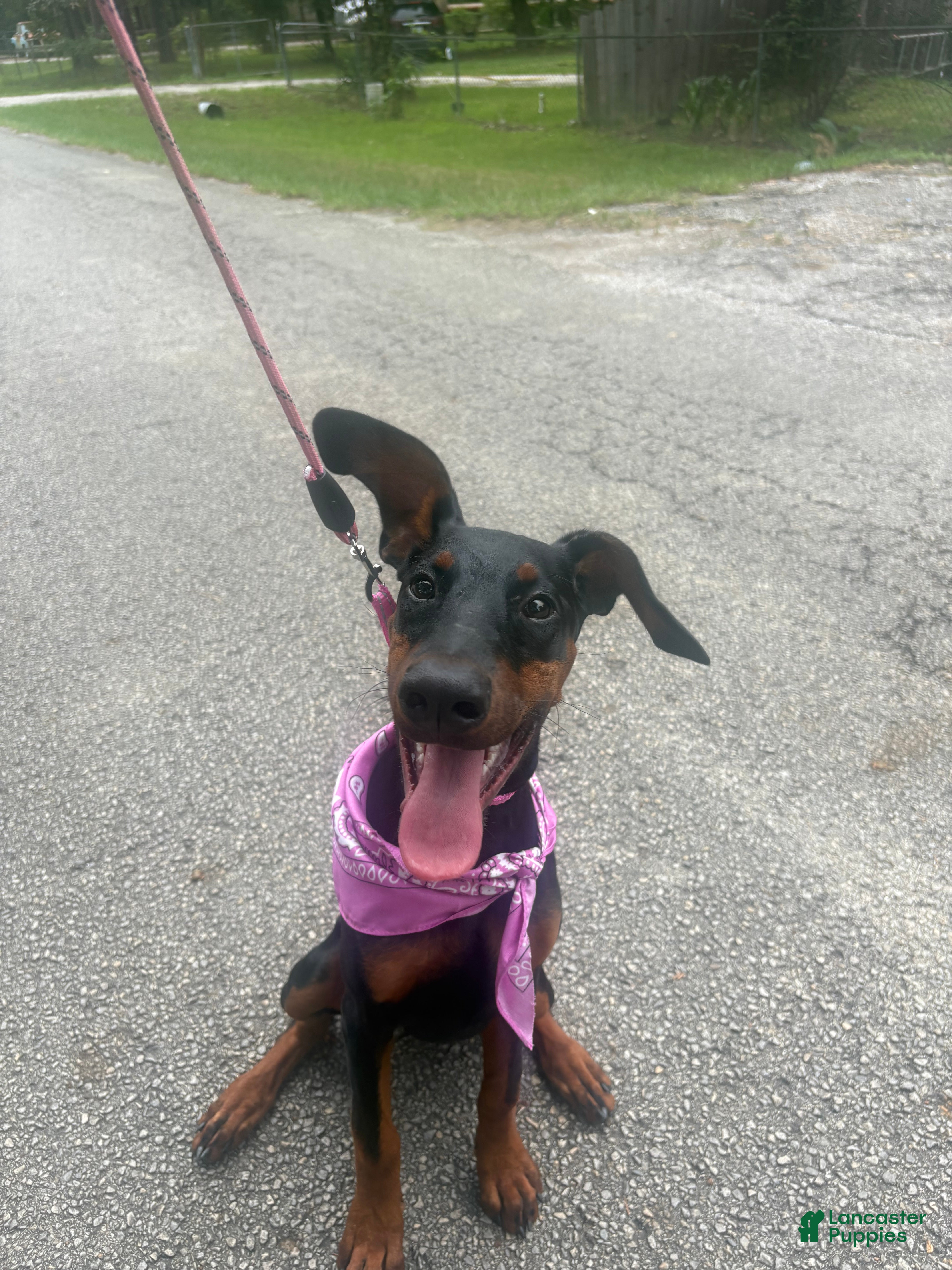 Doberman Pinscher dogs Doberman Pinscher , zebedy  - Ad 25