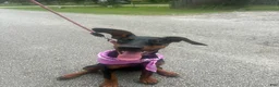 Doberman Pinscher dogs for sale: Doberman Pinscher , zebedy  - Ad 1