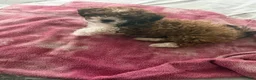 Shihpoo dogs for sale: Shihpoo 1 - Ad 1