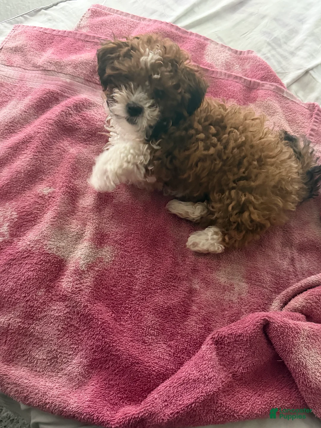 Shihpoo dogs for sale: Shihpoo 1 - Ad 1