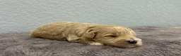 Mini Goldendoodle dogs for sale: Tara - Ad 2