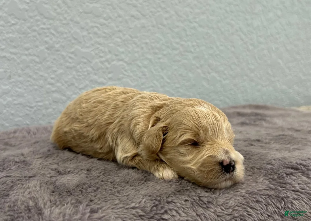 Mini Goldendoodle dogs for sale: Tara - Ad 2