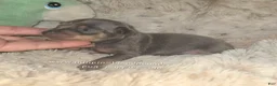 Miniature Pinscher dogs for sale: Miles blue and tan  - Ad 5