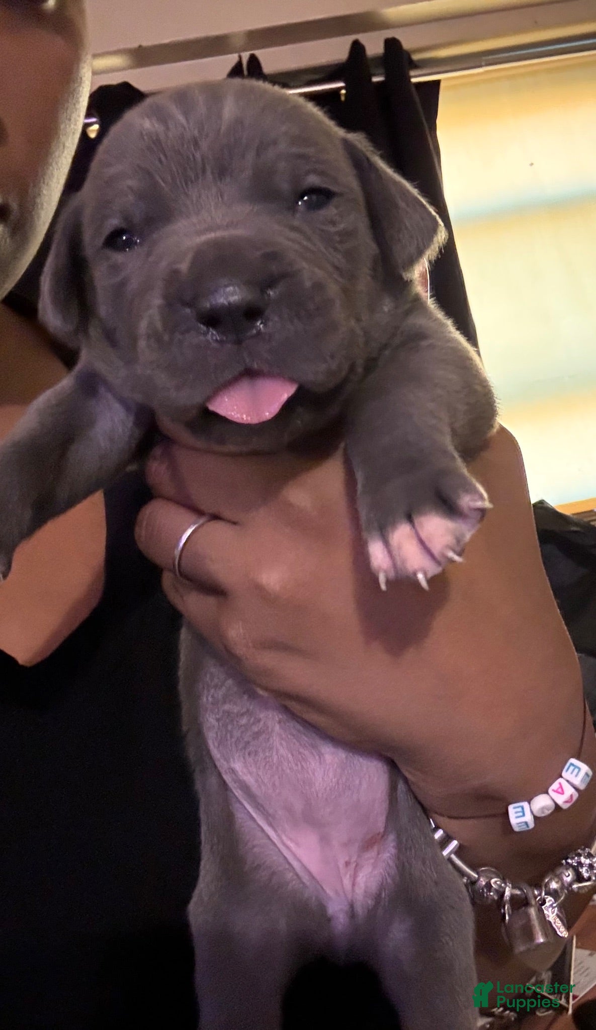 Cane Corso dogs Cane Corso 2 - Ad 10
