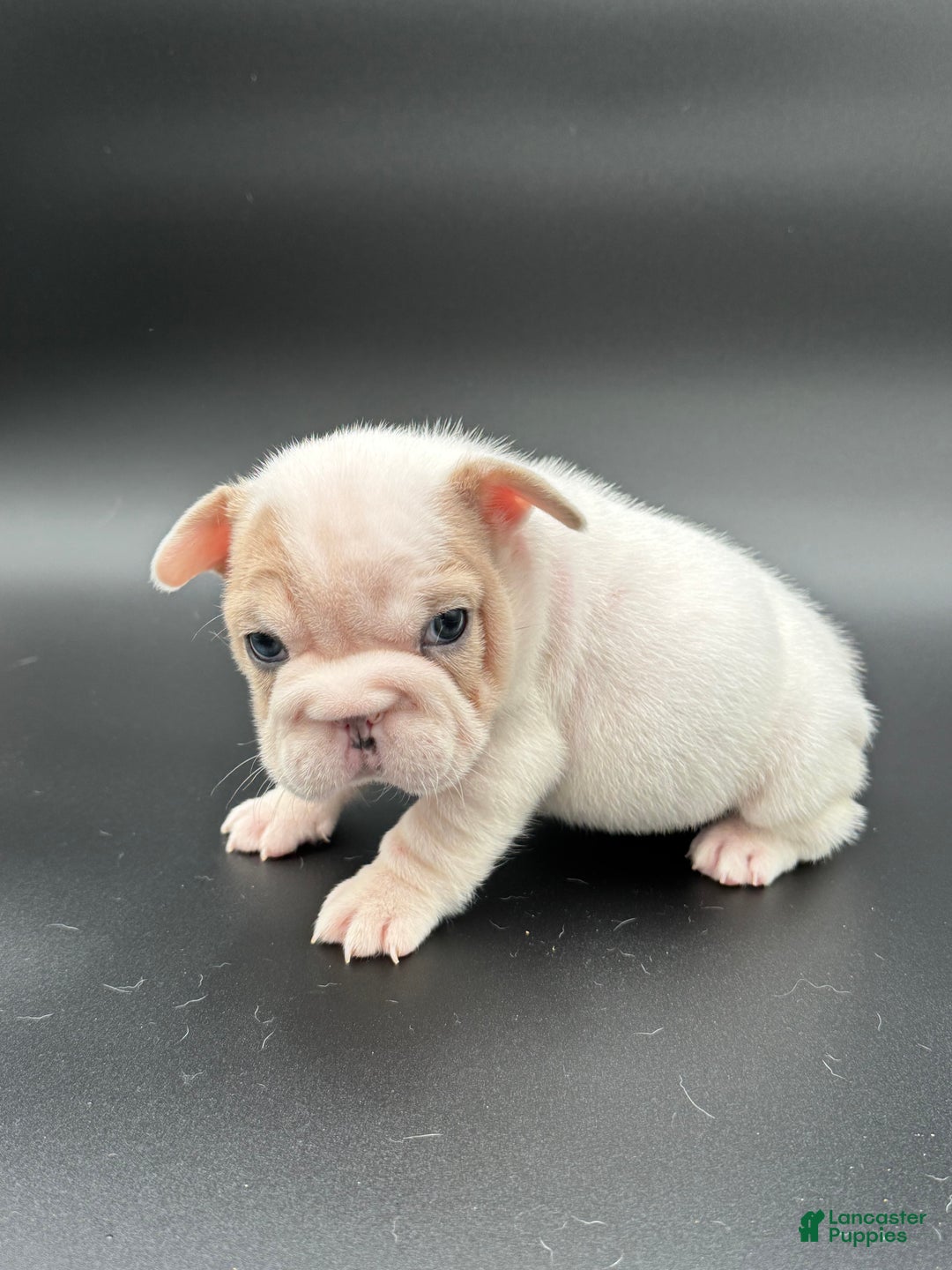 French Bulldog dogs for sale: French Bulldog Puppy 4 - Ad 5
