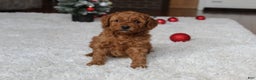 Cavapoochon dogs for sale: Millie - Ad 9