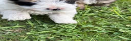 Yorkshire Terrier dogs for sale: Yorkshire Terrier 1 - Ad 6