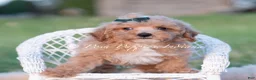 Maltipoo dogs for sale: Fig F1B - Ad 2