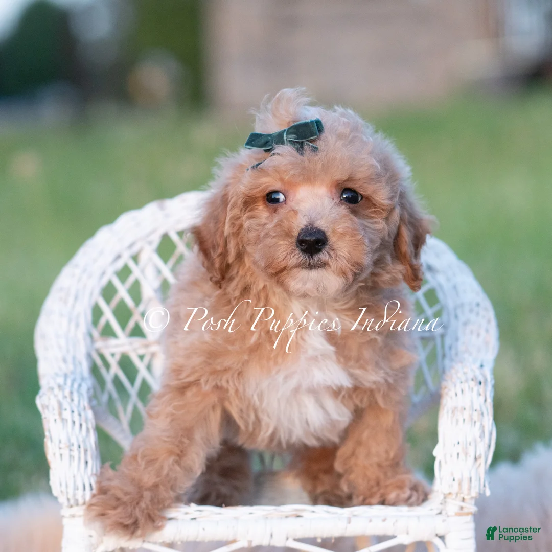Maltipoo dogs for sale: Fig F1B - Ad 2