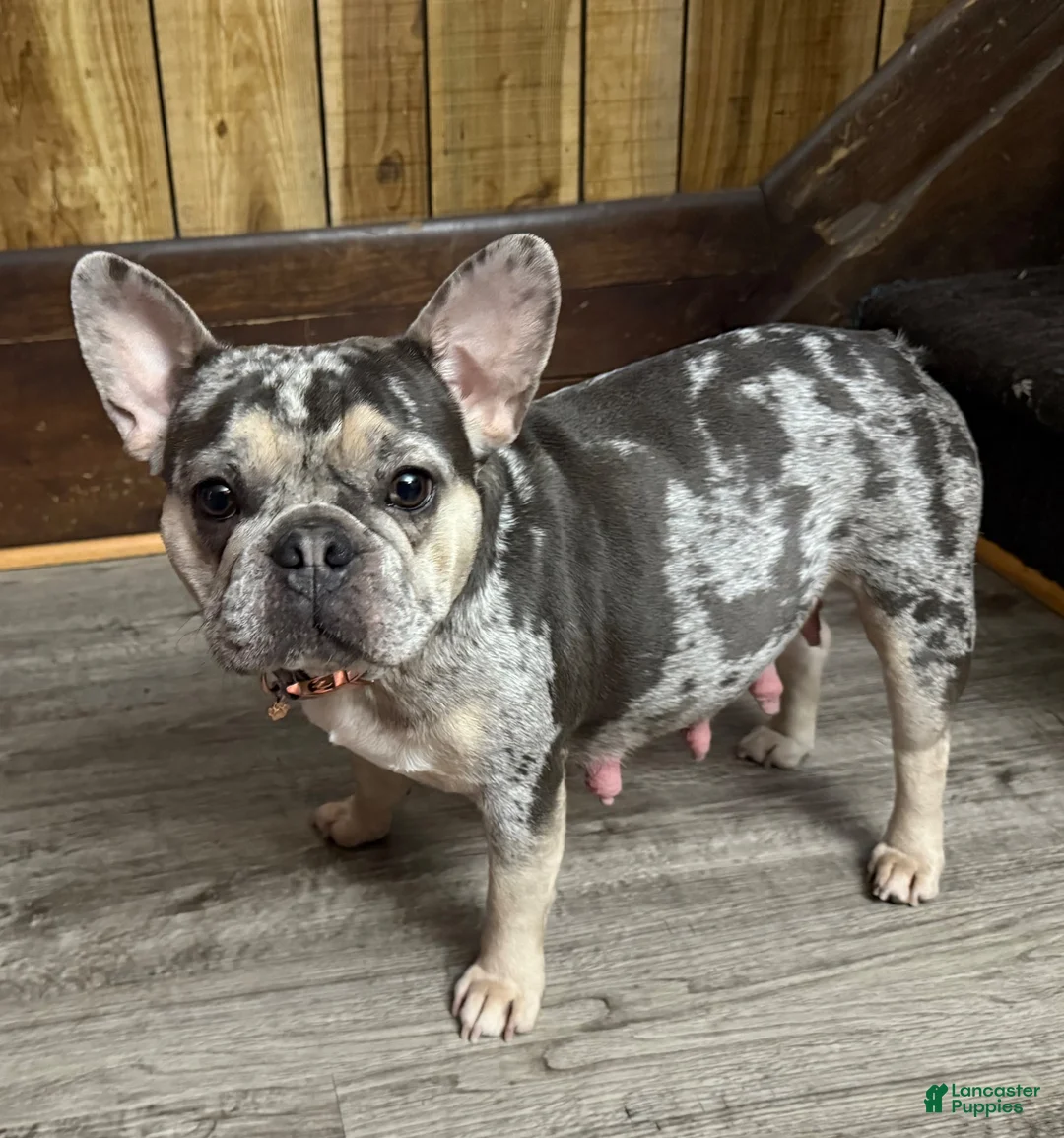 French Bulldog dogs for sale: Skyler - Ad 5