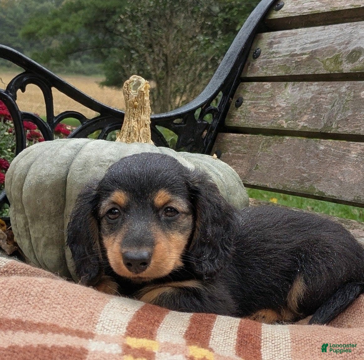 Miniature Dachshund dogs River  - Ad 2