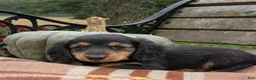 Miniature Dachshund dogs for sale: River  - Ad 2