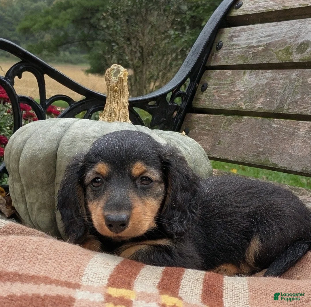 Miniature Dachshund dogs for sale: River  - Ad 2