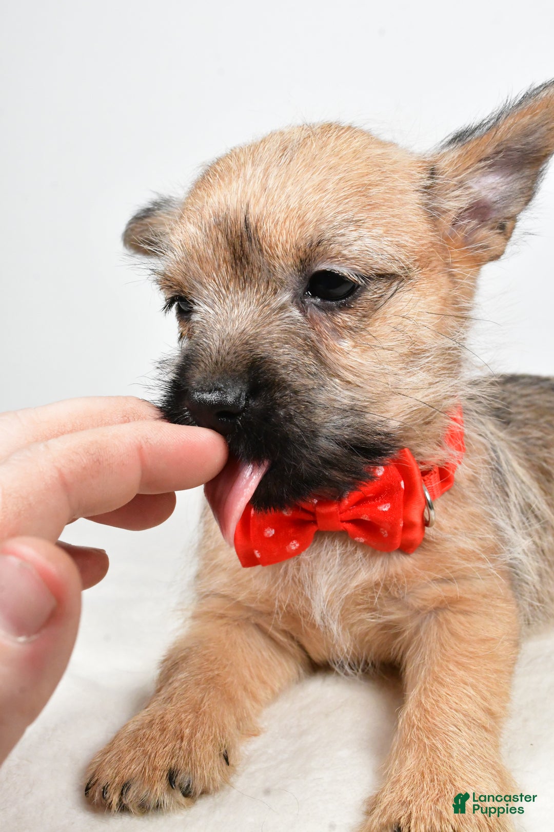 Cairn Terrier dogs for sale: Tristan - Ad 10
