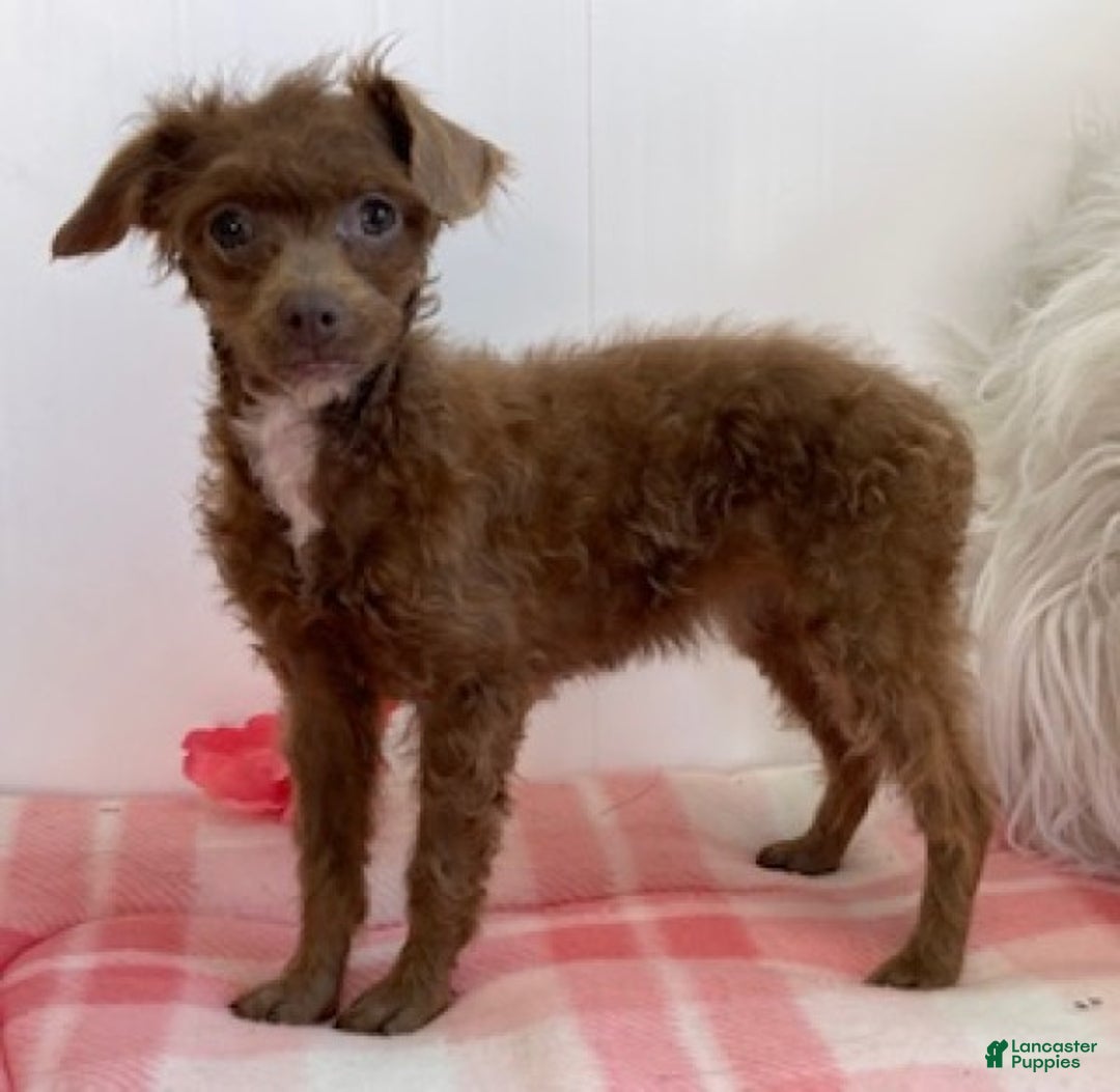 Toy Poodle dogs for sale: Sally - Ad 2