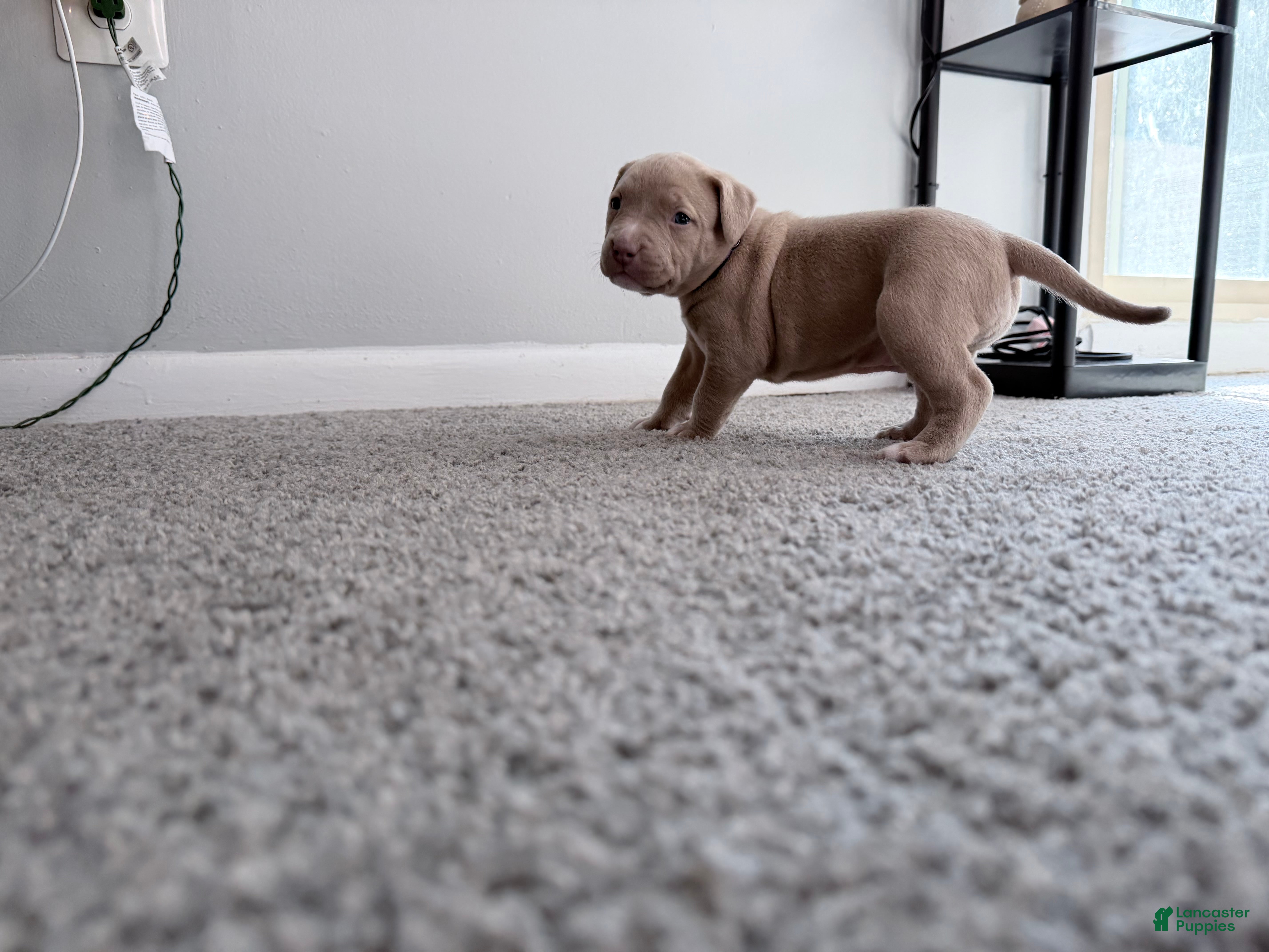 American Pit Bull Terrier dogs Nala - Ad 21